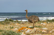 Straußen Baby Ostrich Straußen Baby Ostrich