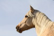 Portrait d'une Palomino