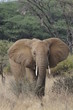 African elephant in the Masai Mara Park, Kenya