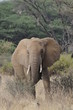 African bush elephant