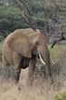African elephant in the Masai Mara Park, Kenya