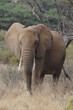 African elephant in the Masai Mara Park, Kenya