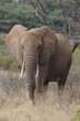 African elephant in the Masai Mara Park, Kenya