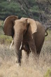 African elephant in the Masai Mara Park, Kenya
