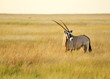 Oryx Oryx