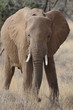 African elephant in the Masai Mara Park, Kenya
