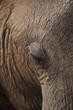 Fragment of large male elephant