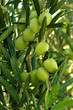 Olives branch