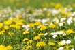 Blumenwiese, Taraxacum, Bellis perennis