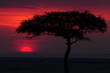 Silhouette of acacia tree at sunset