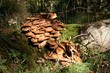 Armillaria borealis - Hallimasch