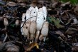 Coprinus comatus - Schoptintling
