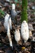 coprinus comatus - Schopftintling