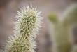 Cholla cactus pods