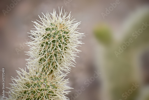 Photo: Cholla cactus pods Cholla cactus pods