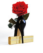 Photo en ligne au meilleur prix Red rose and a black shoe on a white background