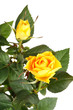 roses in a pot