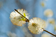 A pussy-willow