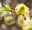 A bee