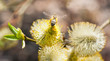 A bee on a willow