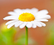 A camomile