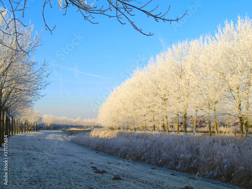 Photo: Trees with frost in winter Trees with frost in winter
