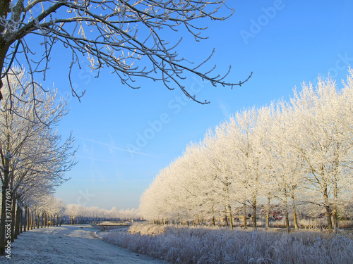 Photo: Trees with frost in winter Trees with frost in winter