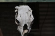 Grim Skull