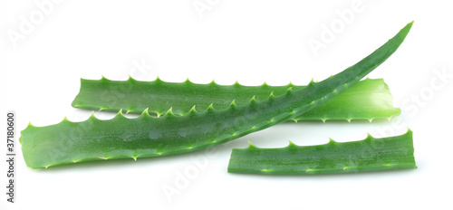 Photo: Aloe vera closeup Aloe vera closeup
