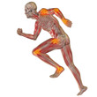 High resolution conceptual 3D human for anatomy High resolution conceptual 3D human for anatomy