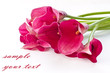 Red Flower Calla