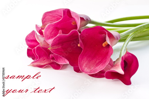Photo: Red Flower Calla Red Flower Calla