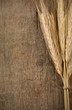 ears spike of wheat on wood ears spike of wheat on wood