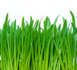 Green grass