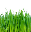 Green grass