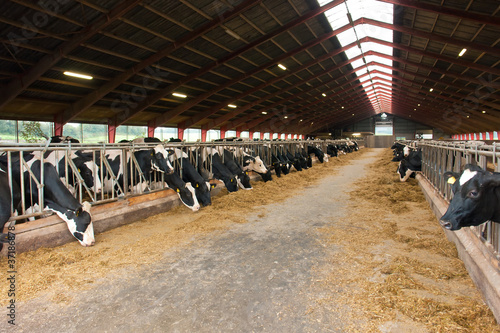Photo: Modern farm cowshed with cows Modern farm cowshed with cows