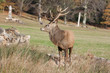 Red deer.