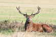 Red deer resting.