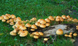 Mushroom