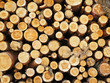 logs in the forest