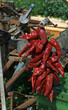 Peppers drying on a rotivator