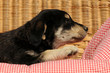 Hundekind auf Sofa