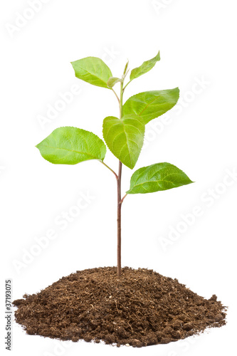 Foto: Green sapling of apple tree Green sapling of apple tree