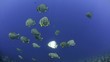 Video: Small school/shoal of Circular batfish Small school/shoal of Circular batfish