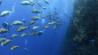 Video: Large school/shoal of Bohar snapper Large school/shoal of Bohar snapper