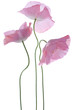 poppy