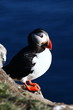 puffin