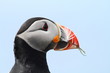 puffin