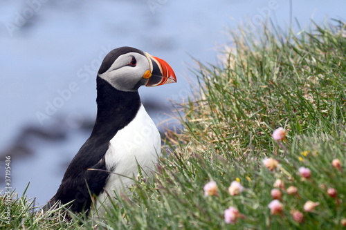 Photo: puffin puffin
