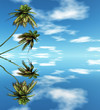 Palms